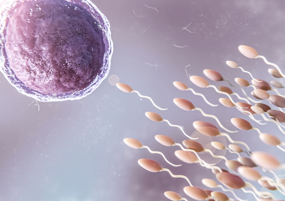 In Vitro Fertilization